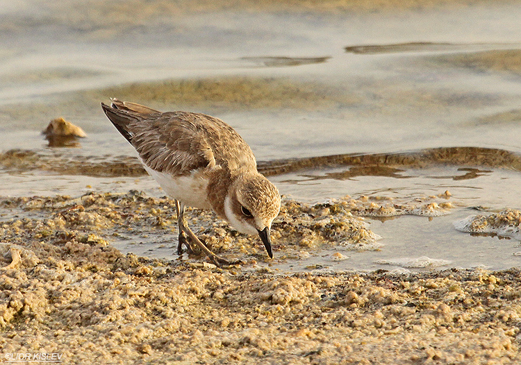 Greater Sand Plover Charadrius leschenaultii  km 20 salt ponds ,Eilat ,April 2012. Lior Kislev